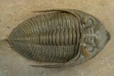 Gorgeous Zlichovaspis Trilobite - Orange Eyes #310618-1